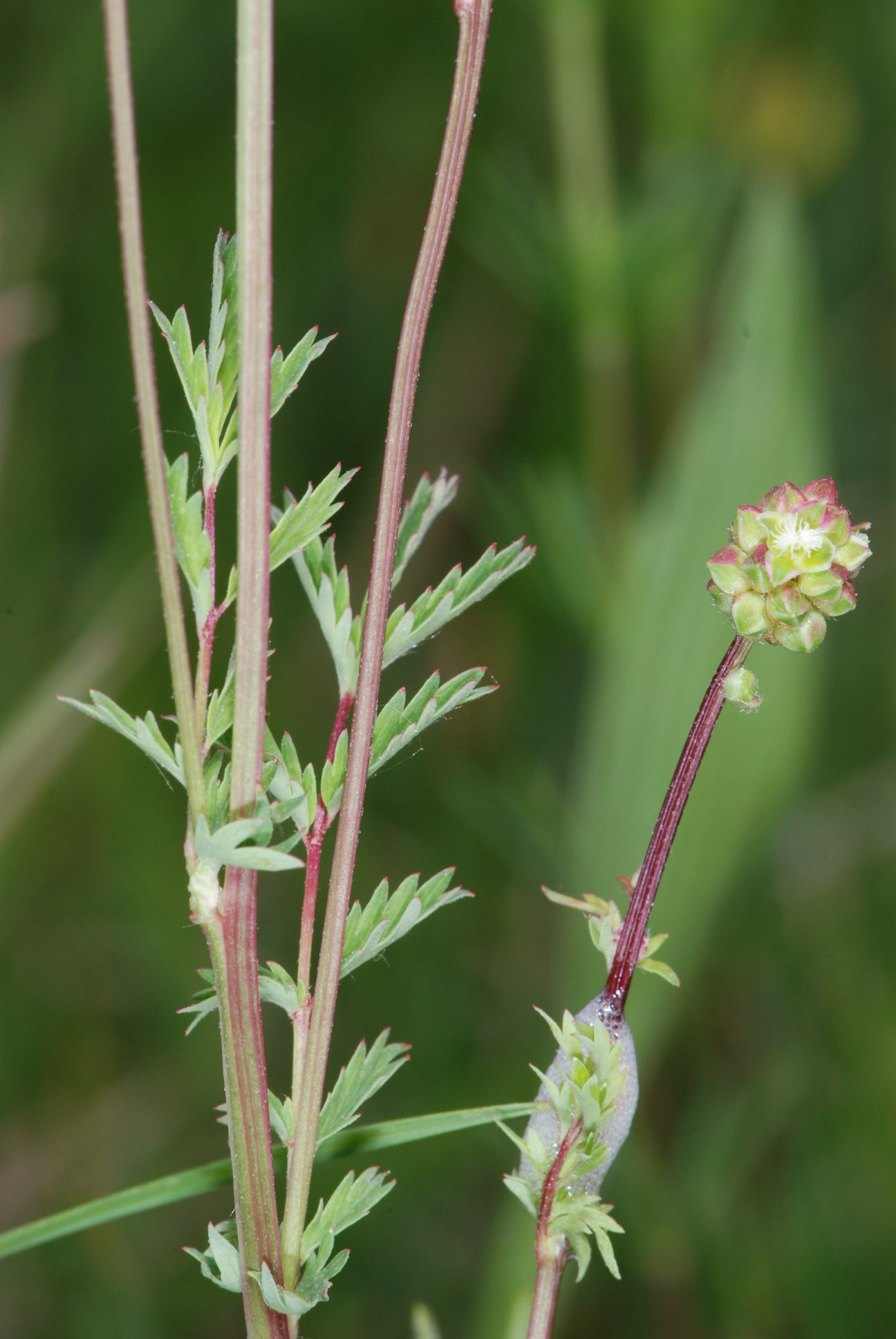 Sanguisorba minor / Salvastrella minore